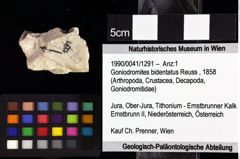 Foto (Objket + Etiketten) von Goniodromites bidentatus (Reuss, 1858) 